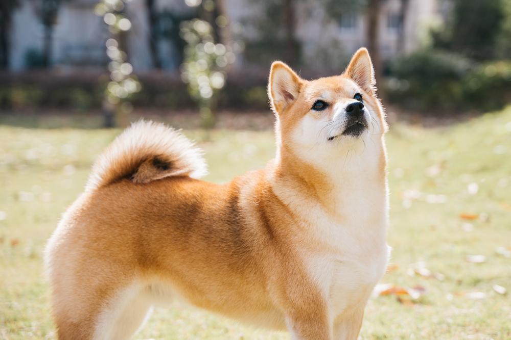 Средние собаки с крепким здоровьем: сиба-ину