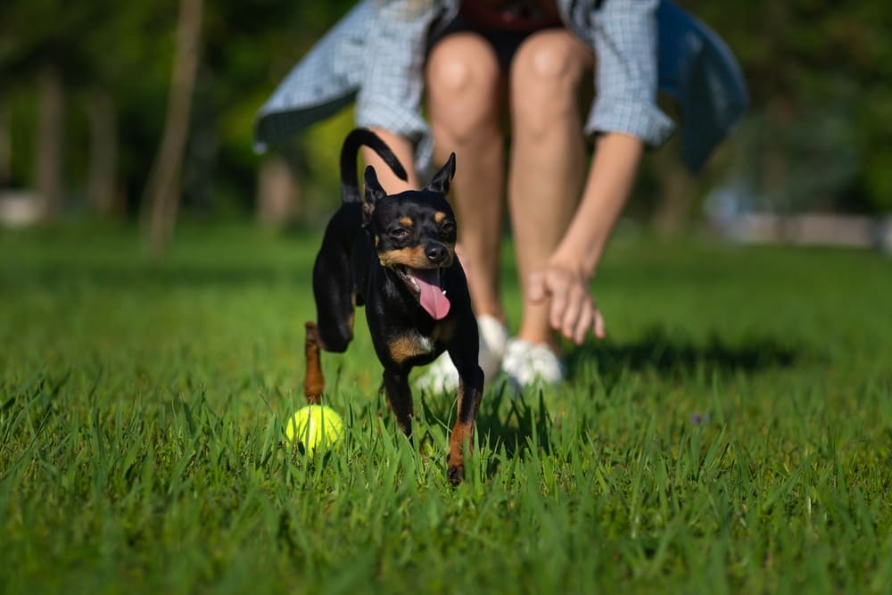 Течка у той-терьера проходит в несколько этапов