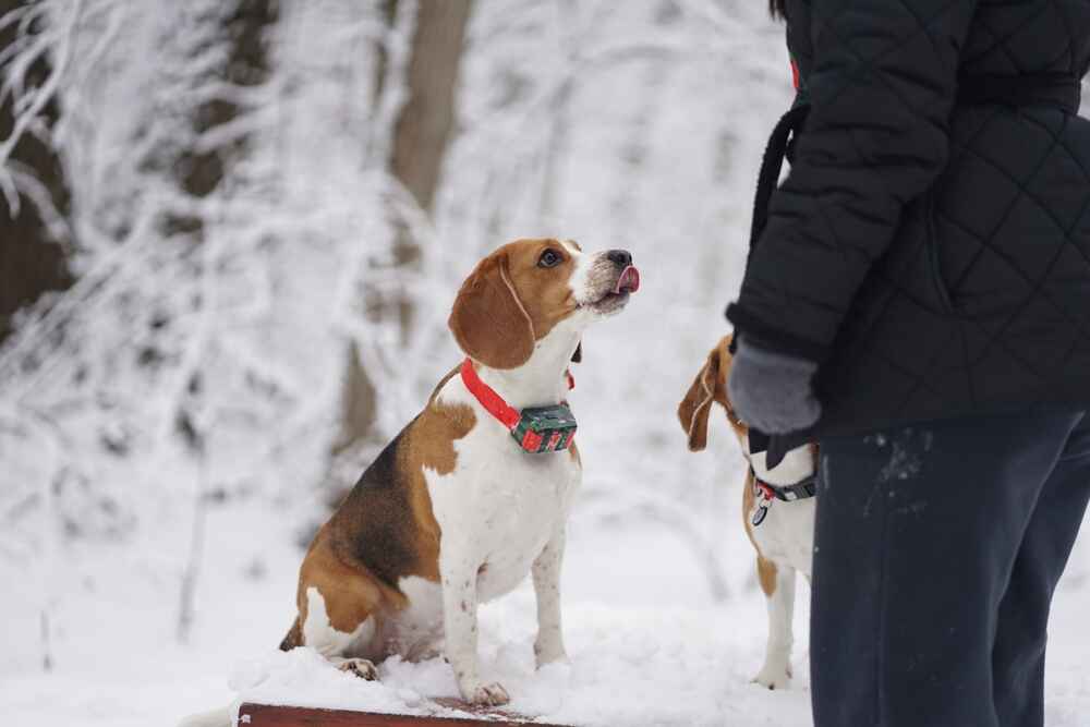 Порода бигль имеет предрасположенность к некоторым болезням