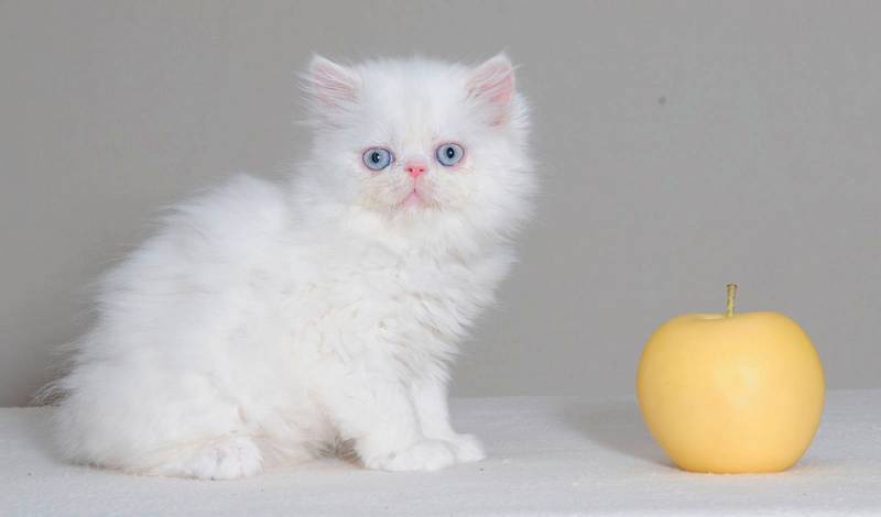 Советы по выбору котенка наполеона