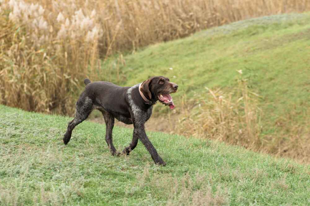 Правильный рацион повлияет на то, сколько проживет дратхаар