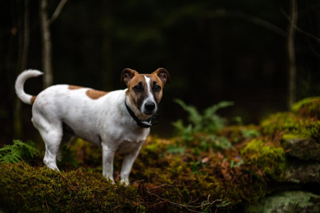 ТОП-30 самых маленьких пород собак: джек-рассел-терьер