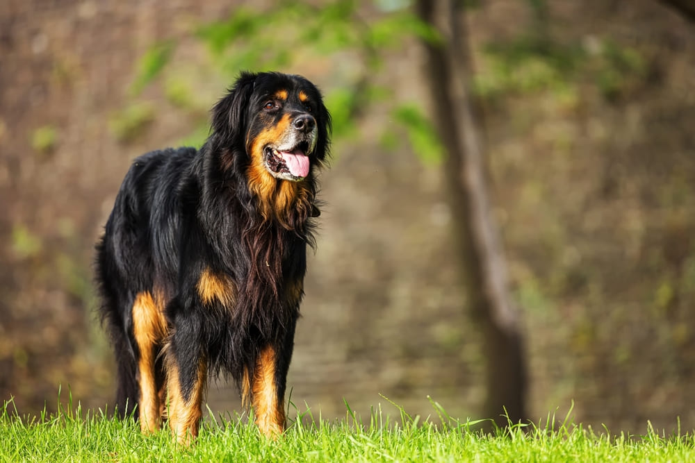 Ховаварт нуждается в дрессировке
