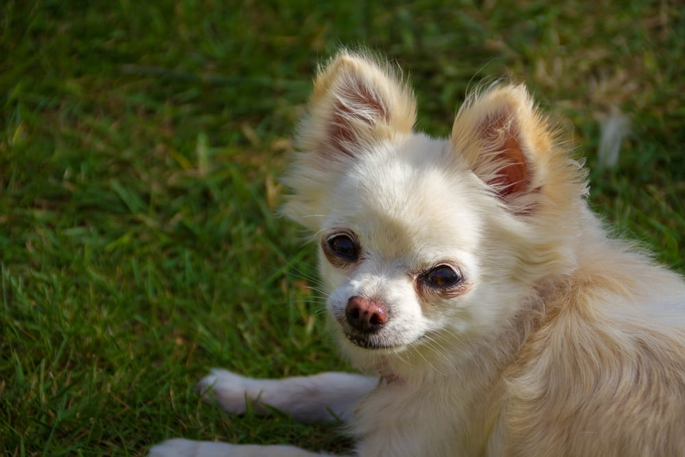 У чихуахуа встречаются болезни зубов