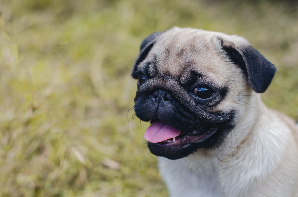 Рацион влияет на то, сколько живут мопсы