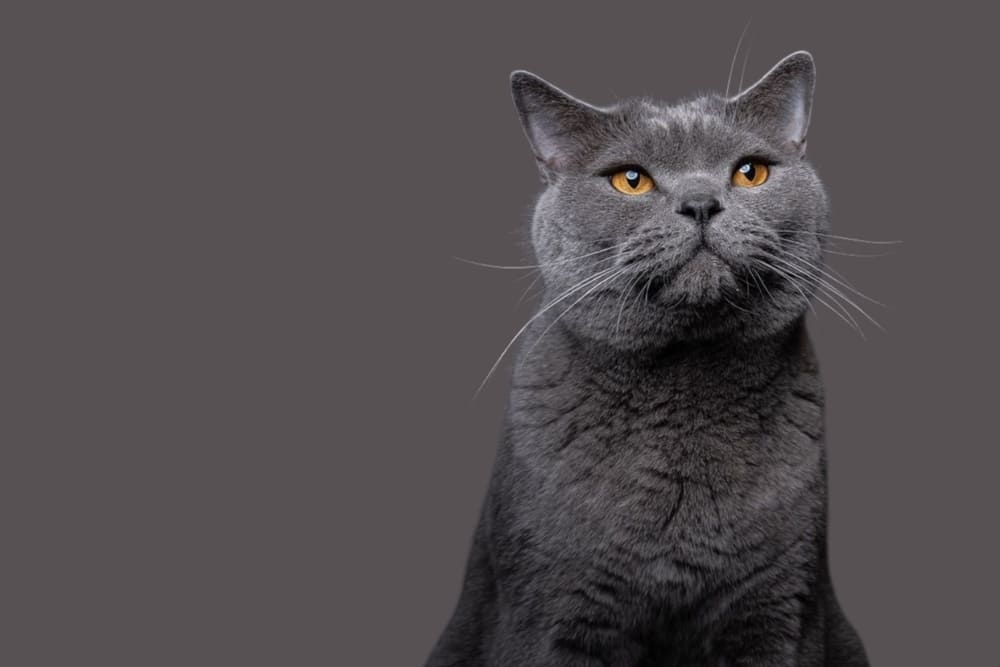 Рацион влияет на то, сколько живут британские кошки