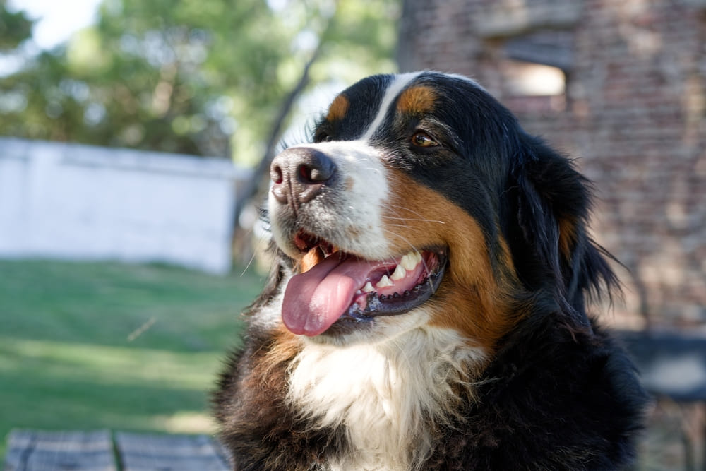 Уход и выгул влияют на то, сколько может прожить бернский зенненхунд