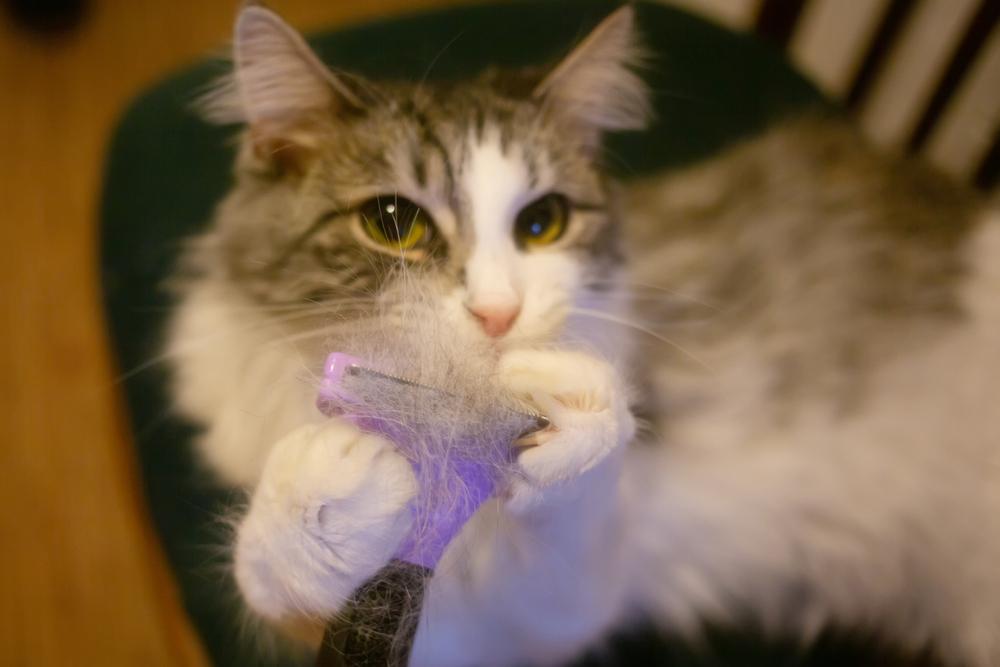 Что такое фурминатор для кошек