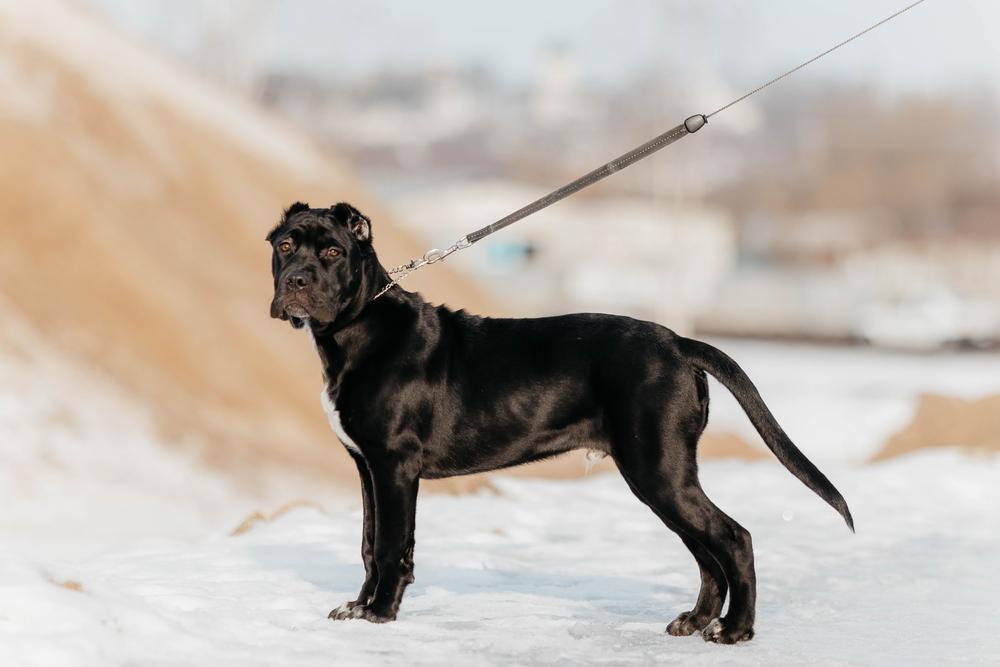 Внешность американского бандога