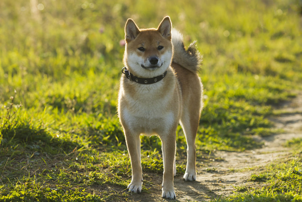 Сколько живут сиба-ину по человеческим меркам?