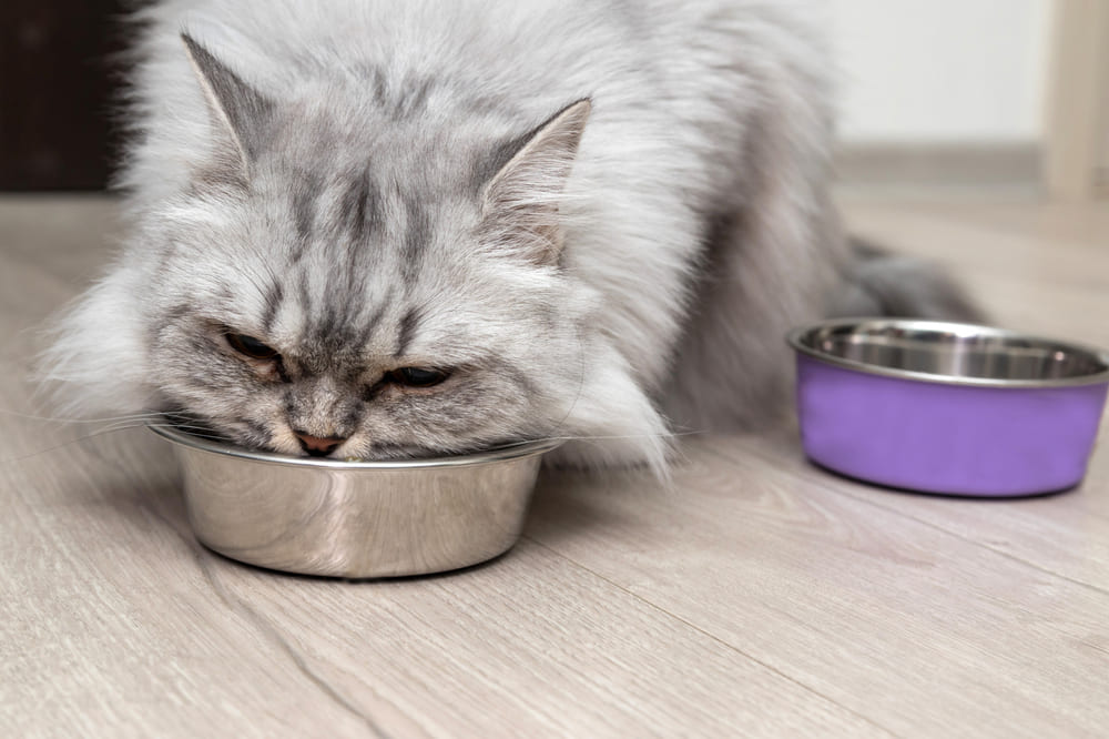 Кошке на домашнем питании можно макароны