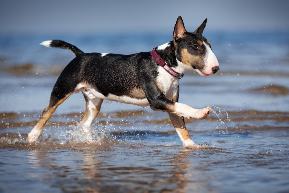 Что делать владельцу, если бультерьер злой?