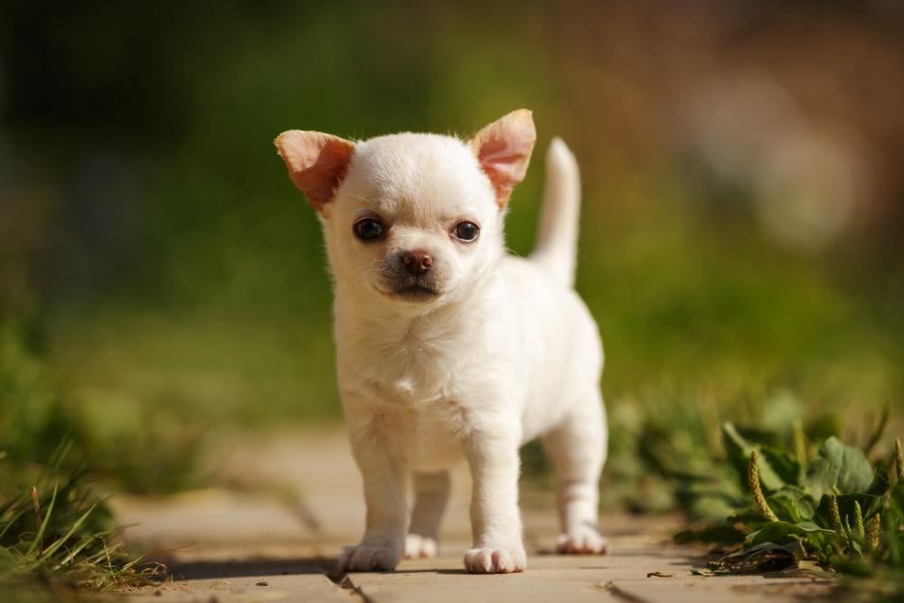 Милый щенок белого чихуахуа