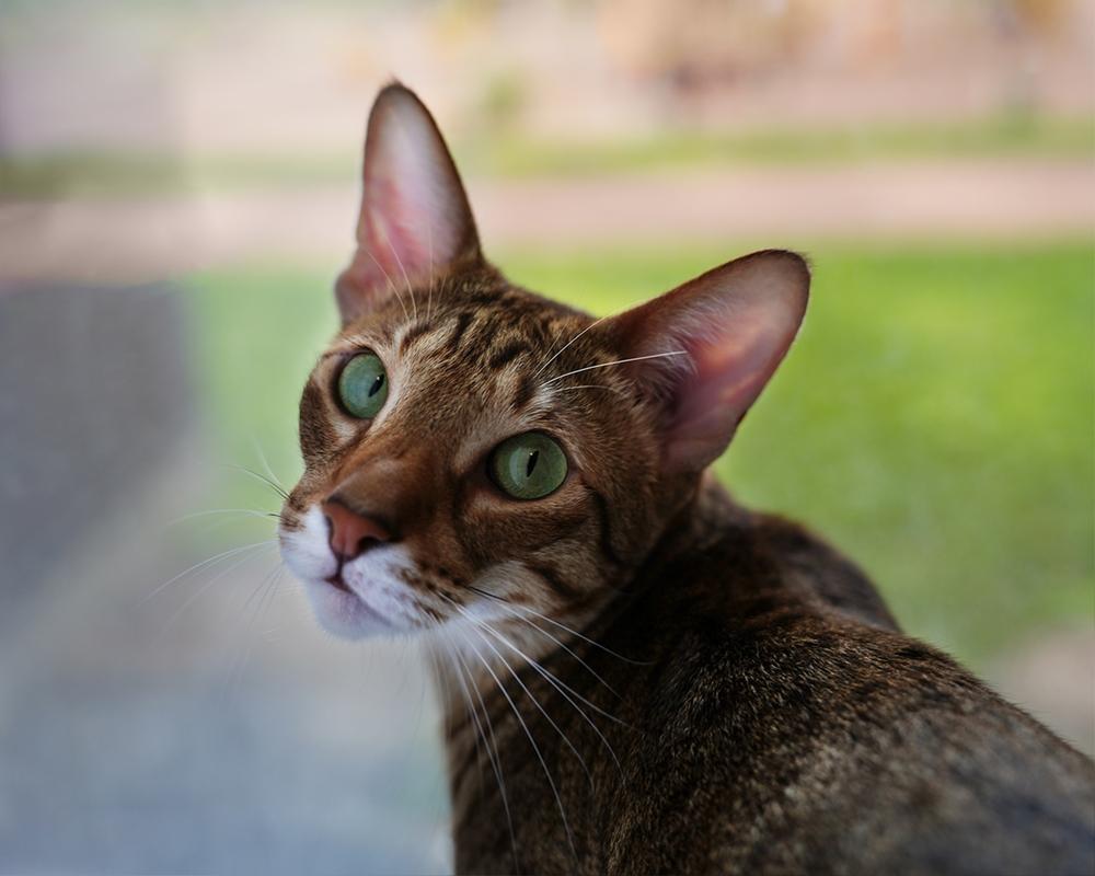 Кошки с зелеными глазами из сиамо-ориентальной группы: ориентал Кошки с зелеными глазами из сиамо-ориентальной группы: ориентал