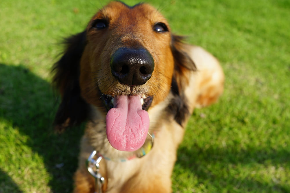 Вязка таксы должна проводиться с определенного возраста