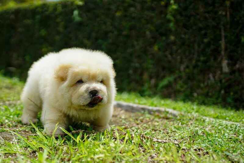 Вес чау-чау набирает по мере взросления