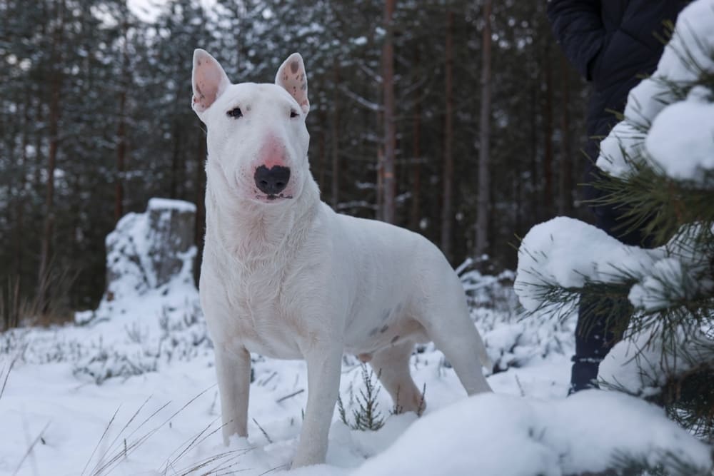 Бультерьер, как любая собака, нуждается в воспитании