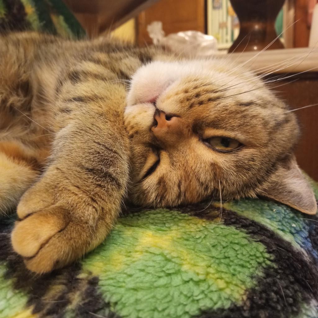 Содержание скоттиш-страйта Содержание скоттиш-страйта