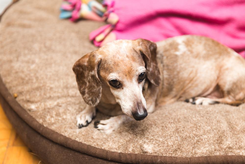 Репродуктивное здоровье чивини