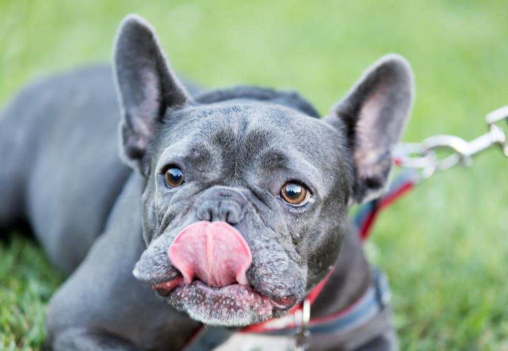 Каким должно быть питание голубого бульдога?