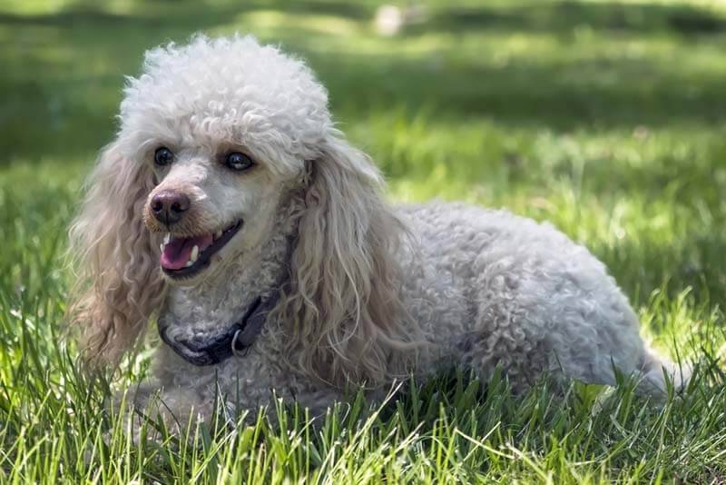 Маленькие серые собаки: той-пудель Маленькие серые собаки: той-пудель