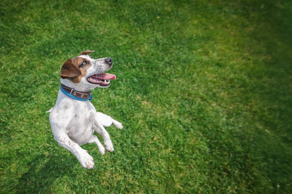Первая течка у джек-рассел-терьера свидетельствует о половом созревании