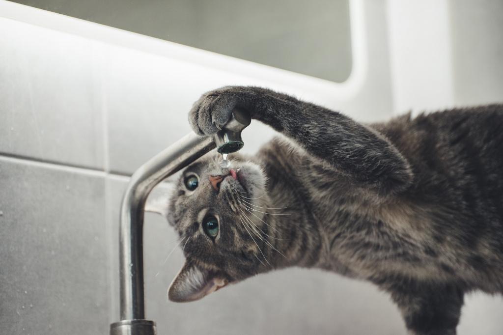 Mengapa air penting bagi kucing?