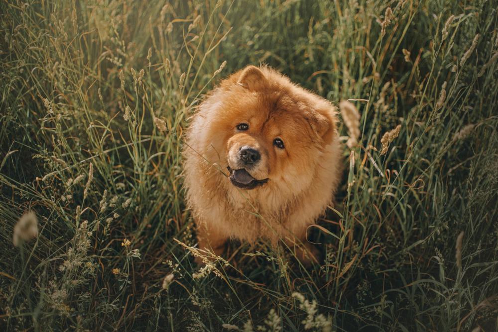 ТОП-30 самых маленьких пород собак с названиями и фото
