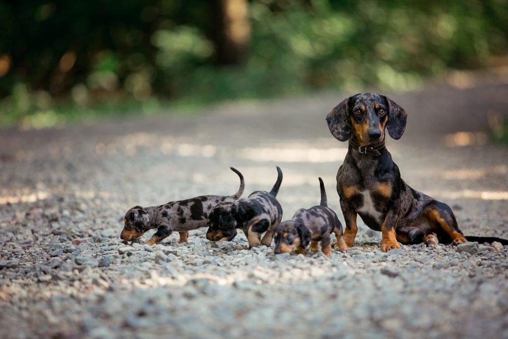 Мраморный окрас у таксы связан с генами