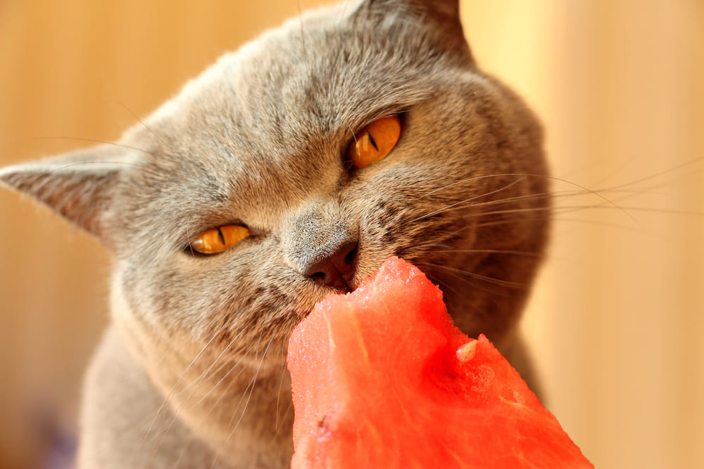 Важно знать, можно ли кошке с диабетом арбуз