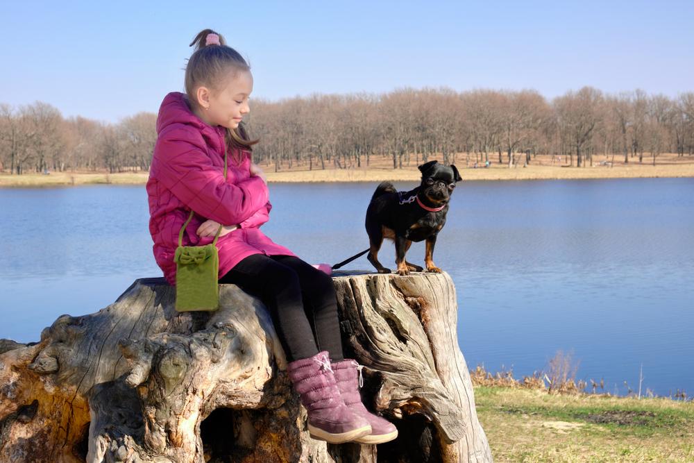 Чем кормить пти-брабансона