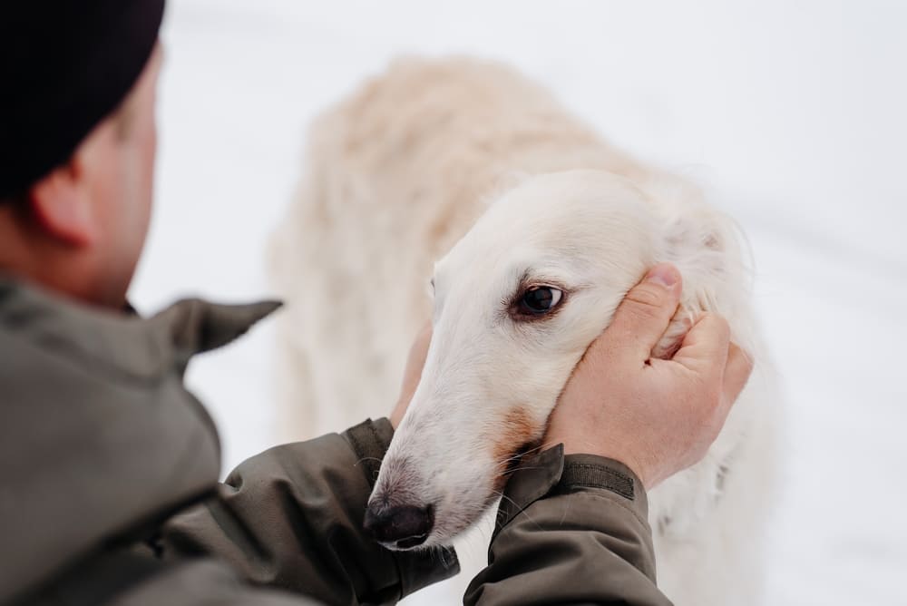 Содержание влияет на то, сколько живет русская борзая