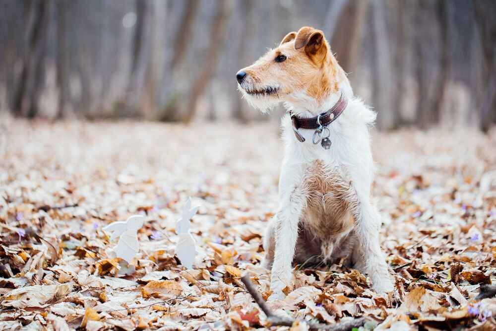 Владельцу важно понимать, сколько этапов взросления проживает фокстерьер 