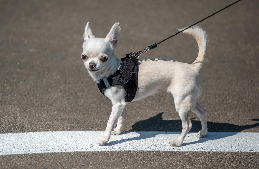 Телосложение чихуахуа