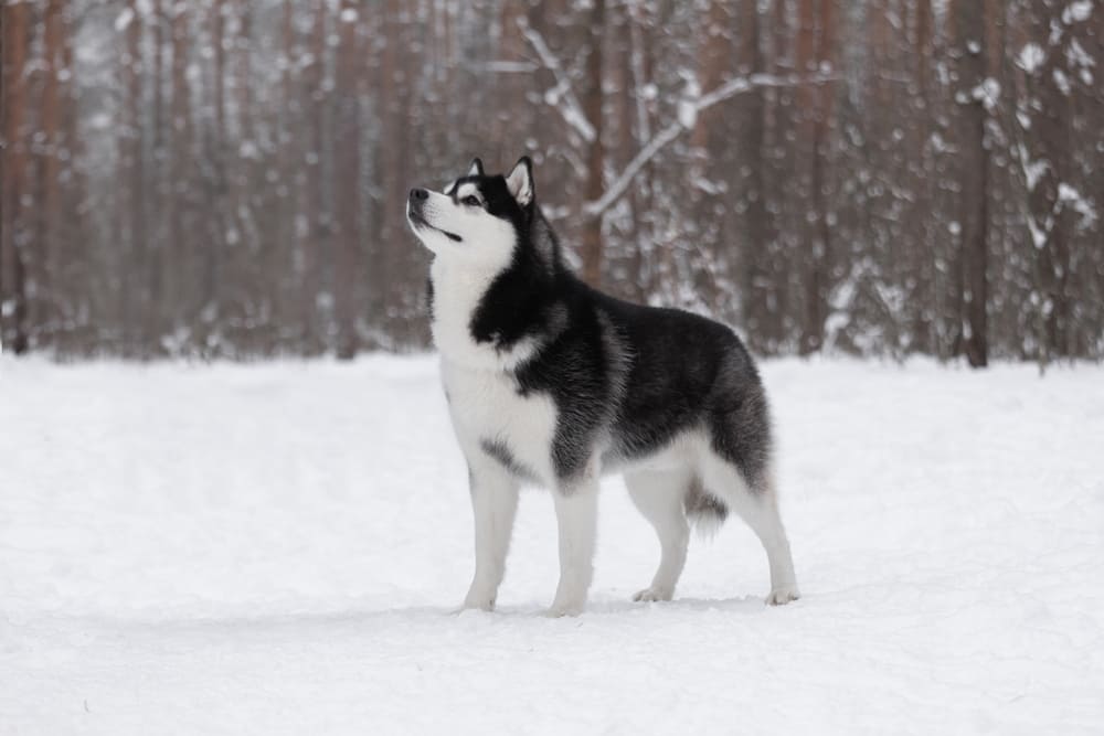 Перед вязкой хаски требуется осмотр ветеринара