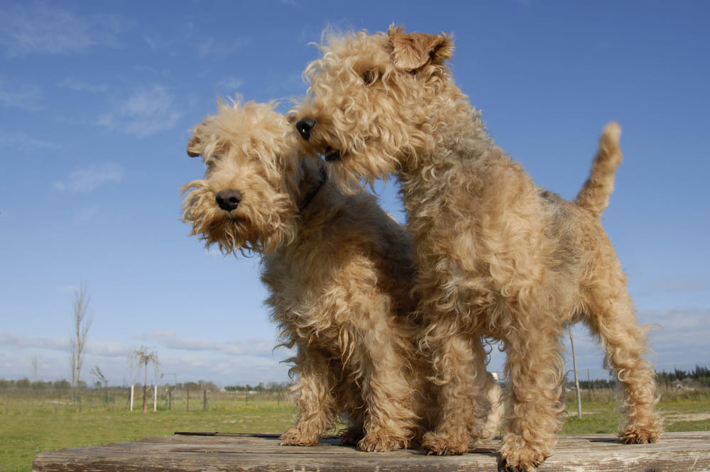 Лейкленд-терьер нуждается в регулярных выгулах