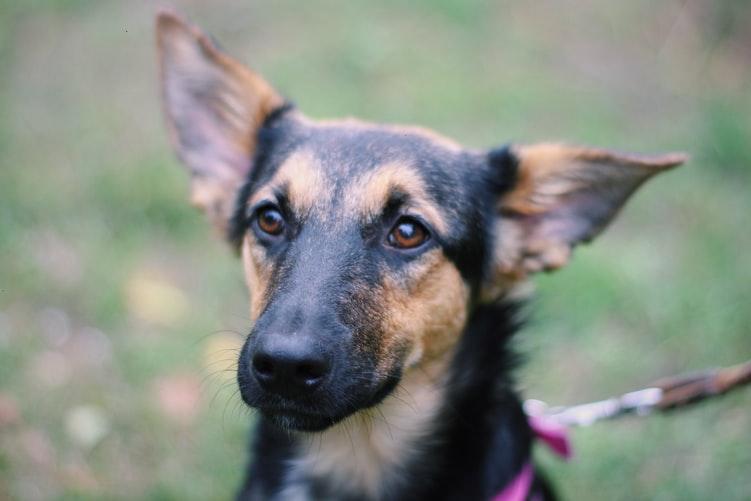 bordetella bronchiseptica что это