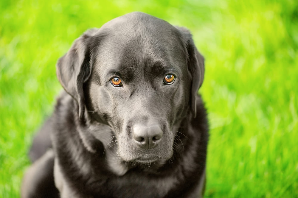 В первую течку проводить вязку лабрадора нежелательно