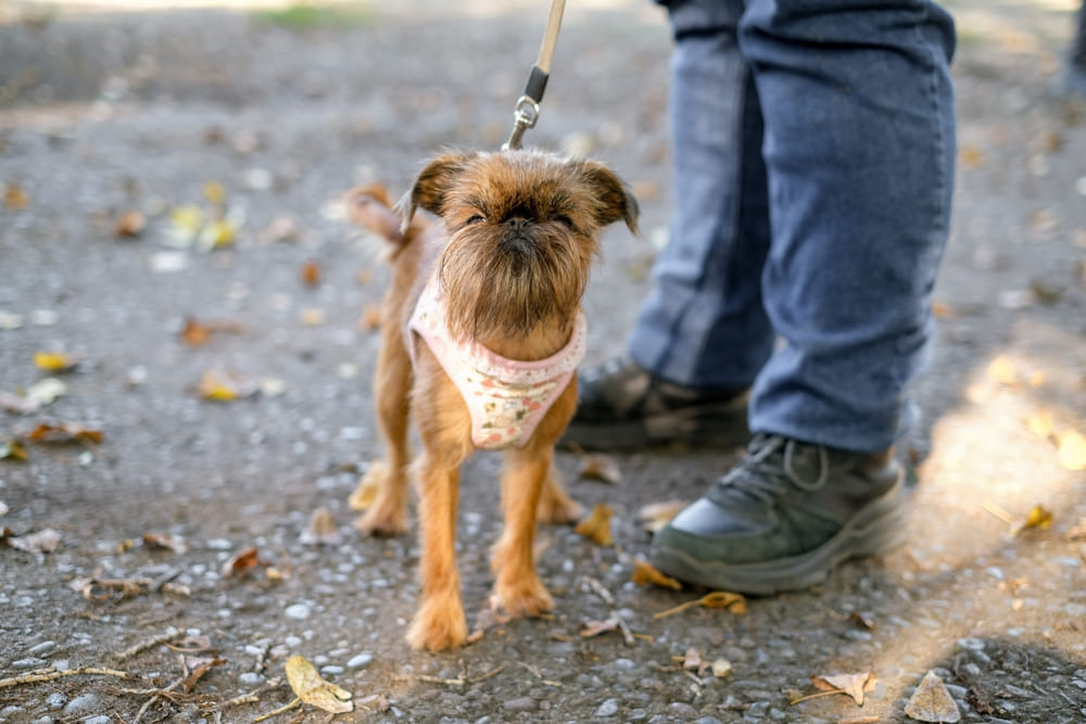Порода собак, напоминающих гремлина