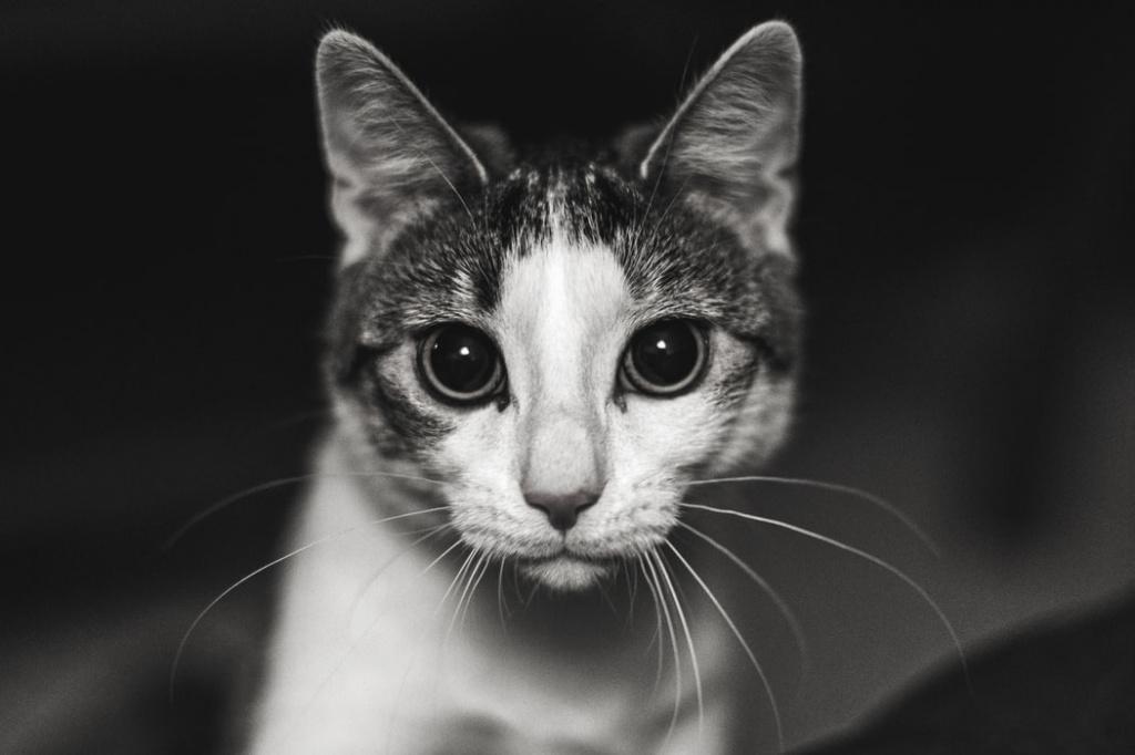 определение возраста кошки по глазам