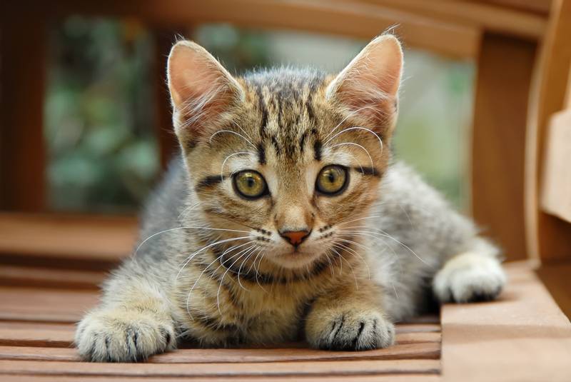 Самые неприхотливые породы кошек для квартиры: европейская короткошерстная Самые неприхотливые породы кошек для квартиры: европейская короткошерстная