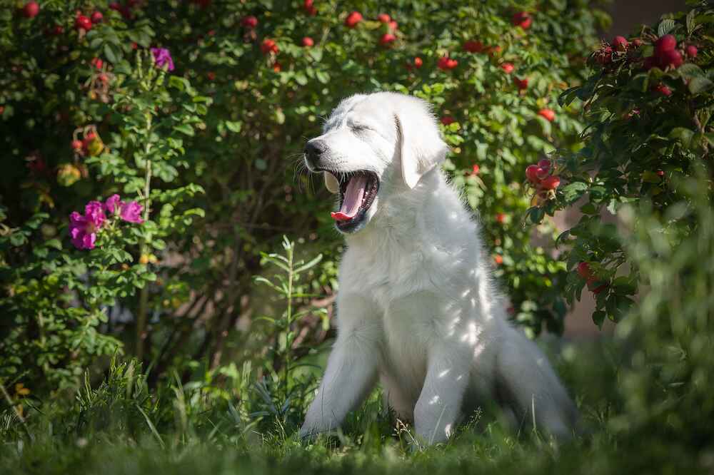 Фото щенка словацкого чувача