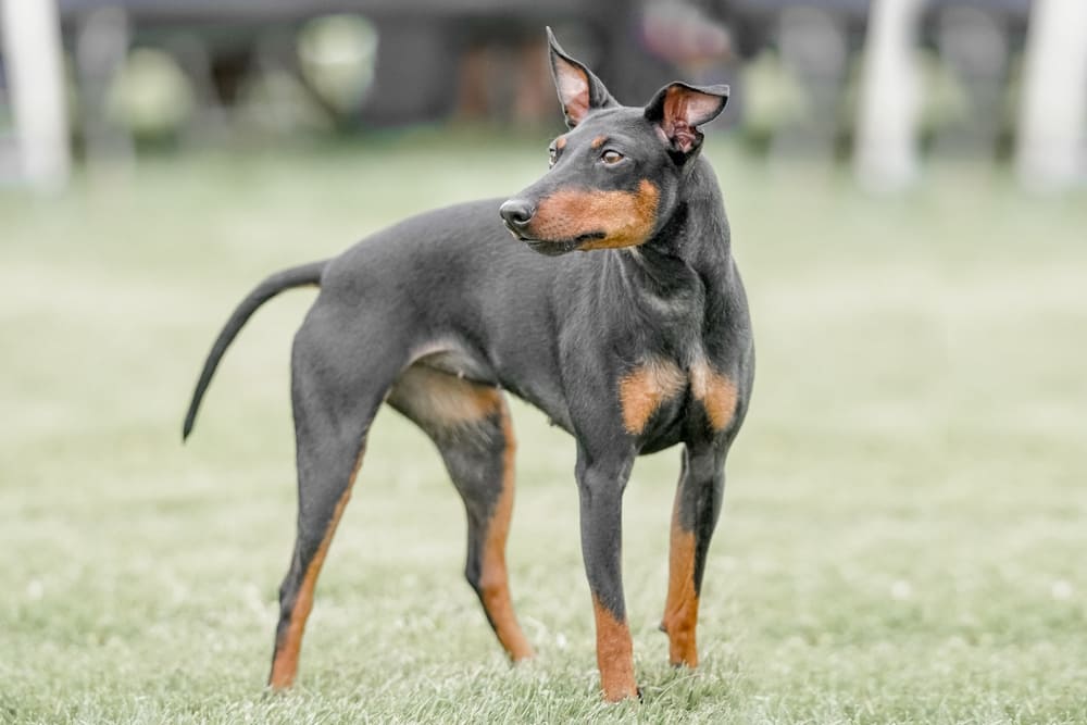 Манчестер-терьер нуждается в прививках