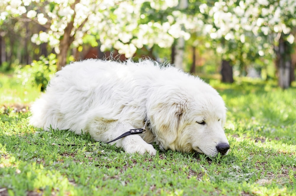 Маремма-абруццкая овчарка нуждается в правильном питании