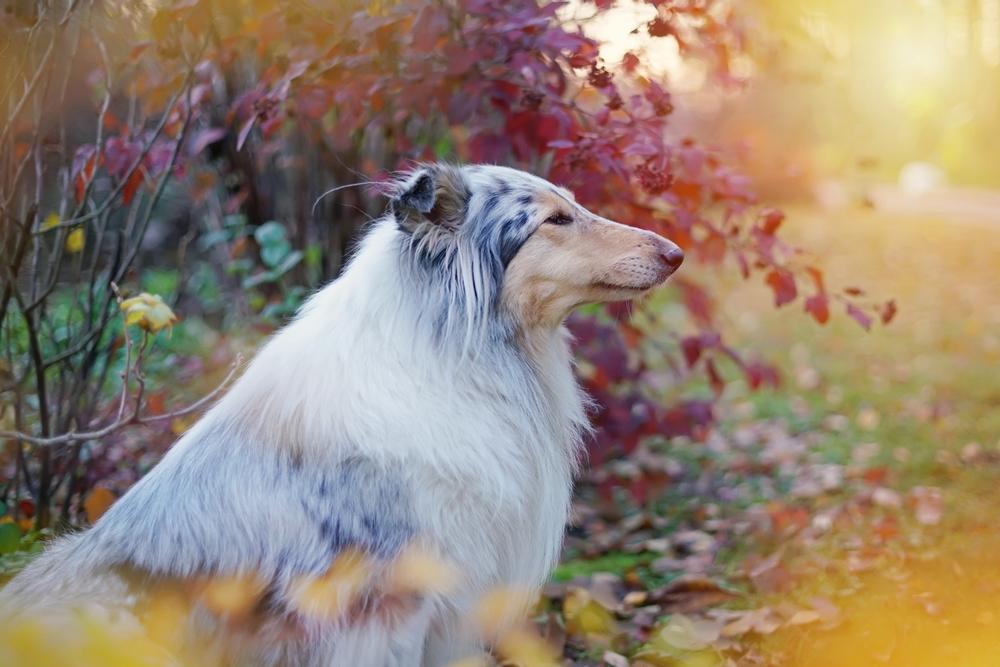 Происхождение шотландского колли