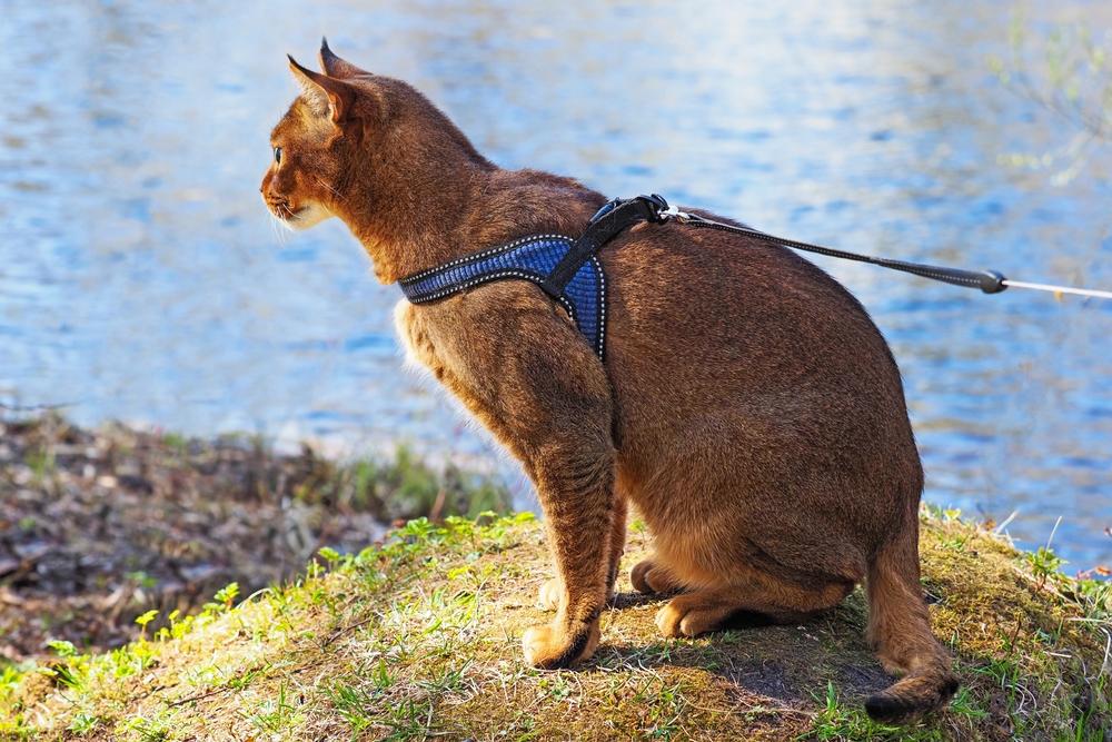 Как выглядит кошка каракет