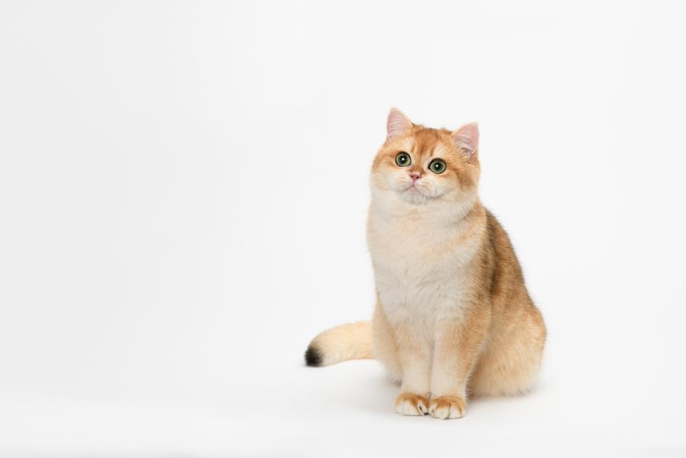 Самые красивые породы кошек: британская короткошерстная Самые красивые породы кошек: британская короткошерстная