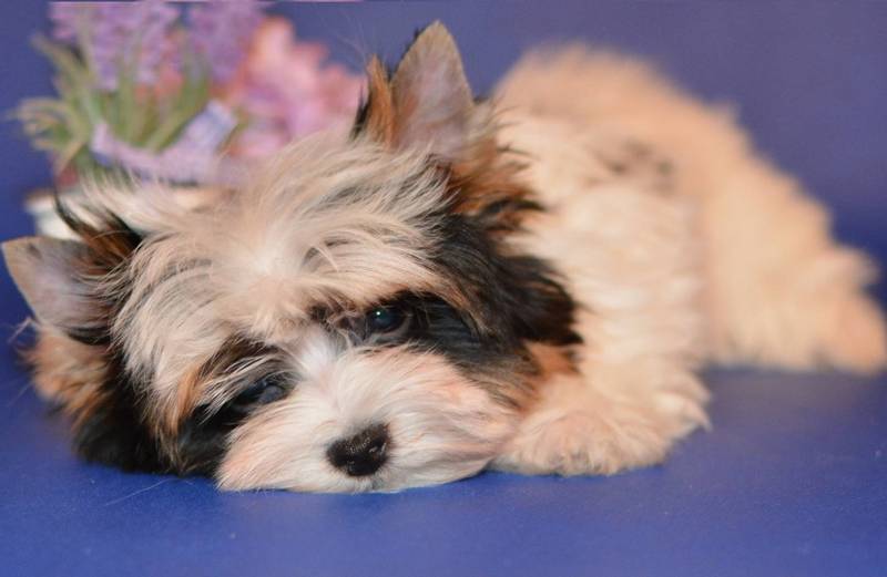 Болезни бивер-йорка