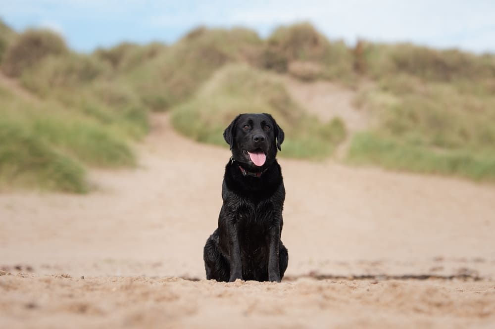 У лабрадора может наблюдаться задержка течки