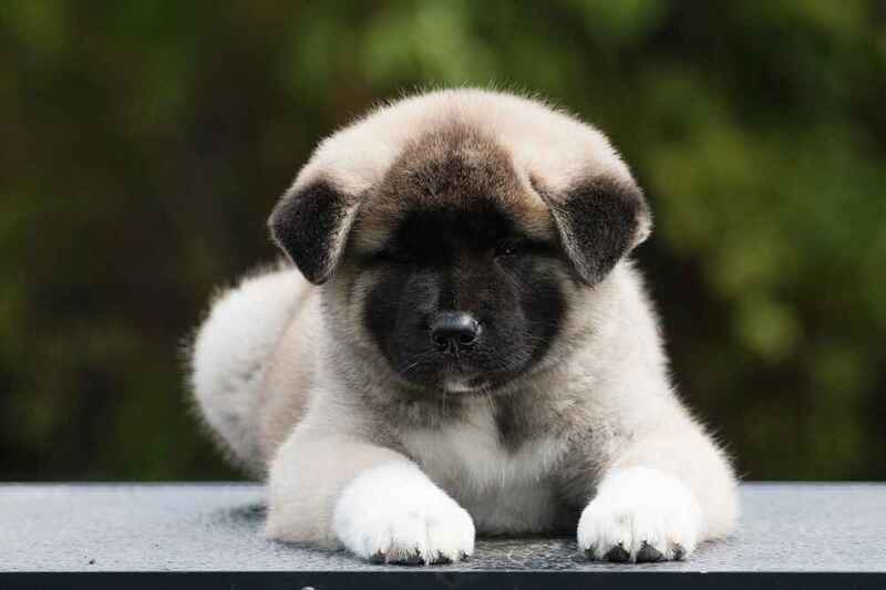 Щенок американской акиты нуждается в вакцинации